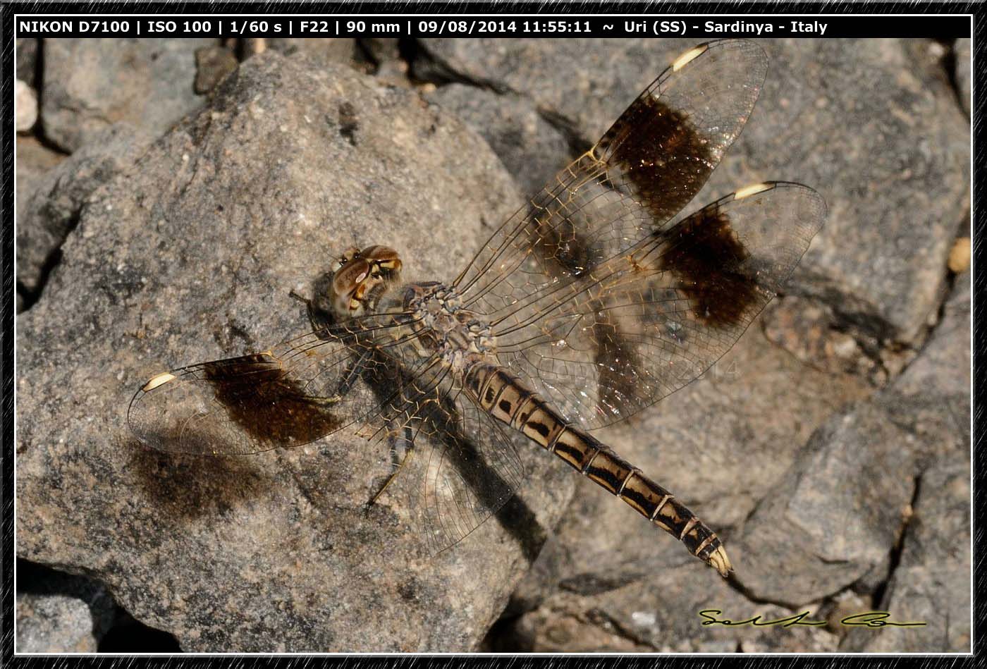 Brachythemis impartita (Karsch, 1890)